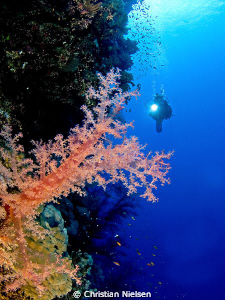 Soft coral and diver on the great walls of Little Brother... by Christian Nielsen 
